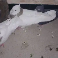 طوقی|پرنده|مسجد سلیمان, |دیوار