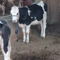 گاو وگوساله سمیتال درجه یک ونوبر هلشتاین|حیوانات مزرعه|خرمآباد, |دیوار