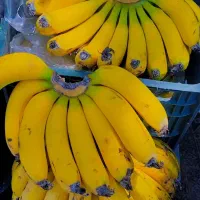 موز،سیب درختی59 ،انار،موز،به محلی سرکوچه تختی19
