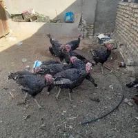 برنز انگلیسی بوقلمون|حیوانات مزرعه|تربت‌حیدریه, پائین ولایت|دیوار