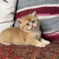 گلدهای کد ۱۱ و ۱۲ خانواده میو میو