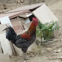 کرر|حیوانات مزرعه|ایوان, |دیوار