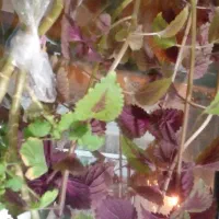 گل ناز|گل و گیاه طبیعی|خرمدره, |دیوار