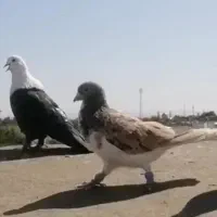 ساده پرخال