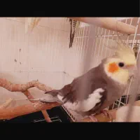 گم شده ابرسانی