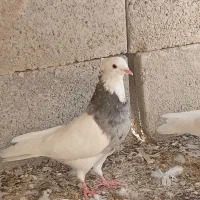 طوقی ملاقی