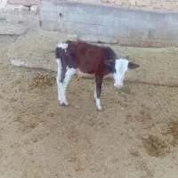 گاو وگوساله کوچک|حیوانات مزرعه|سده (فارس), |دیوار