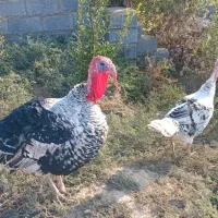 فروش بوقلمون|حیوانات مزرعه|فراغی, |دیوار