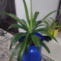 گل آگوا تایلندی|گل و گیاه طبیعی|مشهد, ایثارگران|دیوار