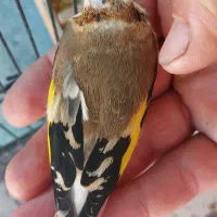 ماده سهره سرحنایی وابلق فوق عتیقه وکلکسیونی