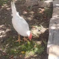 خروس