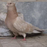 ماده زرد کاکلی