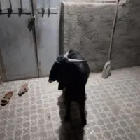 فروشی|حیوانات مزرعه|بمپور, |دیوار