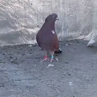 نر پرشی مایه کفتر