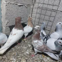 سلام کبوتر ها همش سالمند واکسن خورده|پرنده|ملکان, |دیوار