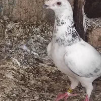 سلام‌کبوترفروشی