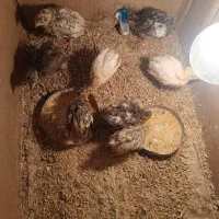 جوجه بلدرچین