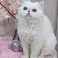 جفت گیری گربه ماده