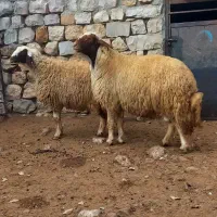 قوچ ورن سنجابی|حیوانات مزرعه|گهواره, |دیوار