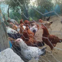 مرغ و خروس گلپایگان ۷ماهه و جوجه۳ماهه|حیوانات مزرعه|رودسر, |دیوار