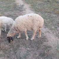 میش ابسن|حیوانات مزرعه|جیرفت, |دیوار