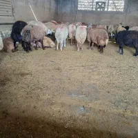 گوسفند زنده شبانه روزی