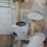 اسکرچر درختی گربه