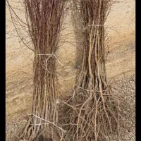 فروش انواع نهال زرشک و سماق و گردو و بادام