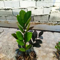 زاموفیلیا بلک سطل ۳