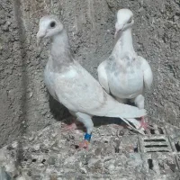 ساراوقون فری|پرنده|گنبد کاووس, |دیوار