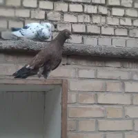 کله تاپ نر مست باخت