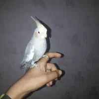 عروس هلندی سینامون