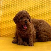 پامرانین و پوودل بازدید حضوری تحویل در دامپزشکی|سگ|اصفهان, باغ زرشک|دیوار