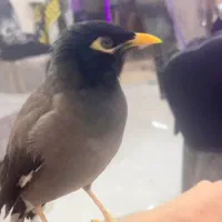 مینا گمشده در کیانشهر