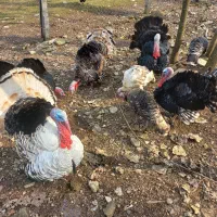 تخم بوقلمون محلی|حیوانات مزرعه|لاهیجان, یوسف آباد|دیوار