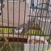 یک جفت عروس بالغ یک ساله