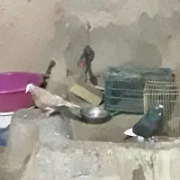 جفت کفتر نر و ماده گلی پلنگ و پنگ سیاه