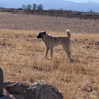 طوله مکیس ۱۱ ماه گله ای