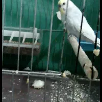 مرغ عشق گمشده