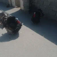 بوقلمونروماده|حیوانات مزرعه|ماهدشت, |دیوار