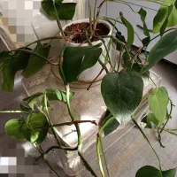 تعدادی گل اپارتمانی|گل و گیاه طبیعی|تهران, نیروی هوایی (پیروزی)|دیوار