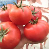 رب گوجه فرنگی|خوردنی و آشامیدنی|ملکان, |دیوار
