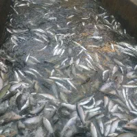 فروش ماهی قزل آلا