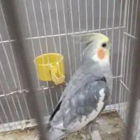 عروس هلندی نر دستی سخنگو