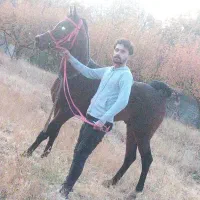 اسب عرب دوسر عرب سواریدار