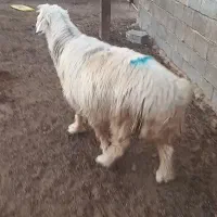 قوچ|حیوانات مزرعه|باوی, |دیوار