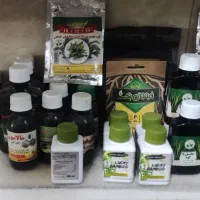 بامبو .شامادورا.گلدان|گل و گیاه طبیعی|ورامین, ورامین|دیوار