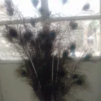 گلدون طاووس.