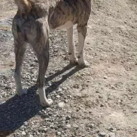 سگ افغان|سگ|گرمخان, |دیوار