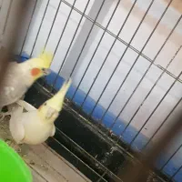 عروس هلندی|پرنده|تهران, سبلان (لشگر)|دیوار